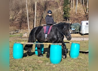 Percherón, Caballo castrado, 6 años, 169 cm, Negro