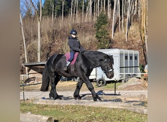 Percherón, Caballo castrado, 6 años, 169 cm, Negro