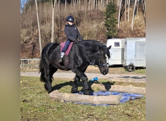 Percherón, Caballo castrado, 6 años, 169 cm, Negro