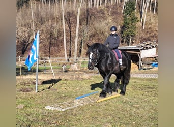 Percherón, Caballo castrado, 6 años, 169 cm, Negro