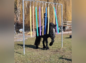 Percherón, Caballo castrado, 6 años, 169 cm, Negro