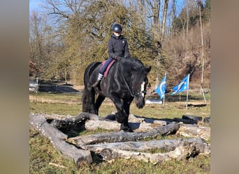 Percherón, Caballo castrado, 6 años, 169 cm, Negro