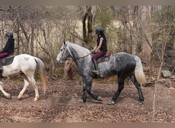 Percherón Mestizo, Caballo castrado, 6 años, 170 cm, Tordo
