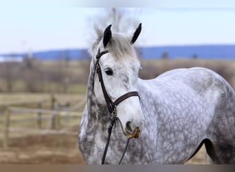 Percherón Mestizo, Caballo castrado, 6 años, 173 cm, Tordo