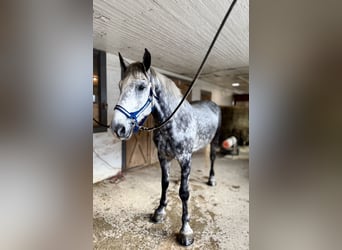 Percherón Mestizo, Caballo castrado, 6 años, 173 cm, Tordo