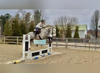 Percherón Mestizo, Caballo castrado, 6 años, 173 cm, Tordo