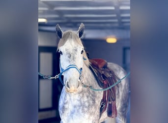 Percherón Mestizo, Caballo castrado, 6 años, 173 cm, Tordo