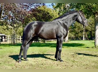 Percherón Mestizo, Caballo castrado, 6 años, 175 cm, Negro