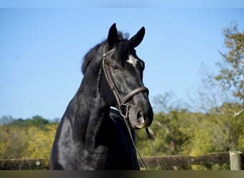 Percherón Mestizo, Caballo castrado, 6 años, 175 cm, Negro