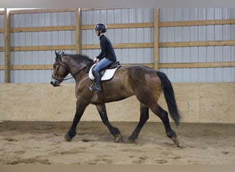 Percherón, Caballo castrado, 6 años, Castaño rojizo