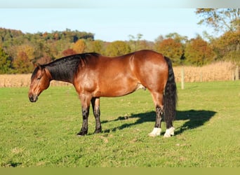 Percherón Mestizo, Caballo castrado, 6 años, Castaño rojizo