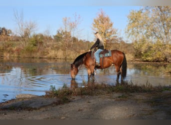 Percherón Mestizo, Caballo castrado, 6 años, Castaño rojizo