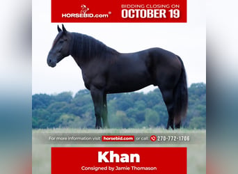 Percherón, Caballo castrado, 6 años, Negro
