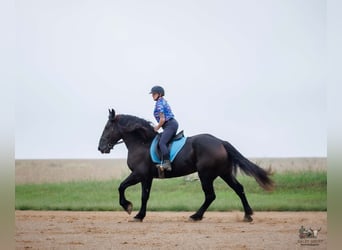 Percherón, Caballo castrado, 6 años, Negro