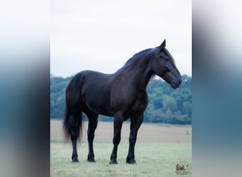 Percherón, Caballo castrado, 6 años, Negro