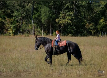 Percherón, Caballo castrado, 6 años, Negro