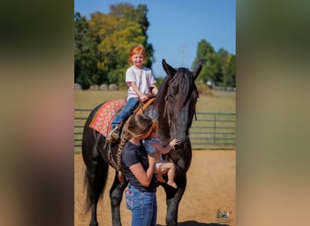 Percherón, Caballo castrado, 6 años, Negro