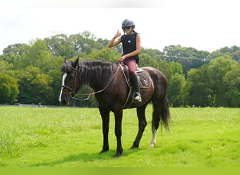 Percherón Mestizo, Caballo castrado, 6 años, Negro