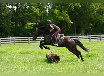 Percherón Mestizo, Caballo castrado, 6 años, Negro