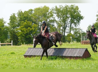 Percherón Mestizo, Caballo castrado, 6 años, Negro