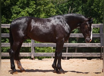Percherón Mestizo, Caballo castrado, 6 años, Negro