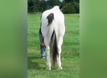 Percherón Mestizo, Caballo castrado, 7 años, 160 cm, Ruano azulado