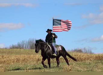Percherón Mestizo, Caballo castrado, 7 años, 163 cm