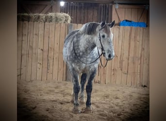 Percherón Mestizo, Caballo castrado, 7 años, 163 cm