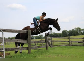 Percherón, Caballo castrado, 7 años, 163 cm, Negro