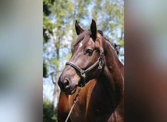 Percherón, Caballo castrado, 7 años, 163 cm, Negro