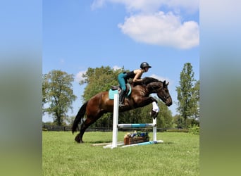 Percherón, Caballo castrado, 7 años, 163 cm, Negro