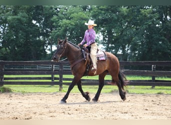 Percherón, Caballo castrado, 7 años, 163 cm, Negro