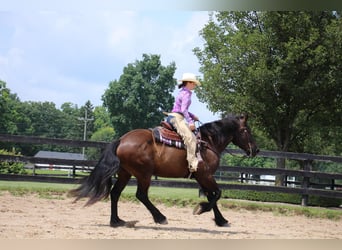 Percherón, Caballo castrado, 7 años, 163 cm, Negro