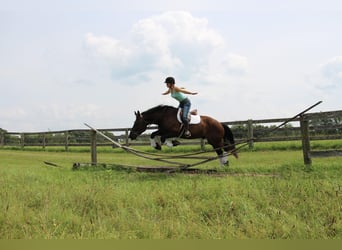 Percherón, Caballo castrado, 7 años, 163 cm, Negro