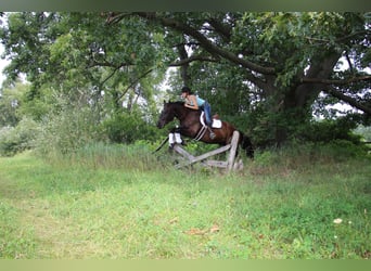 Percherón, Caballo castrado, 7 años, 163 cm, Negro