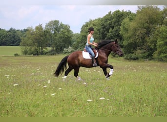 Percherón, Caballo castrado, 7 años, 163 cm, Negro