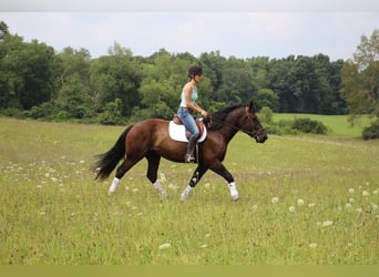 Percherón, Caballo castrado, 7 años, 163 cm, Negro