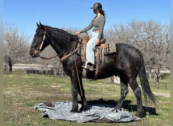 Percherón, Caballo castrado, 7 años, 163 cm, Negro