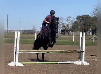 Percherón, Caballo castrado, 7 años, 163 cm, Negro