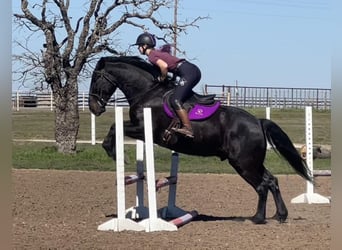 Percherón, Caballo castrado, 7 años, 163 cm, Negro