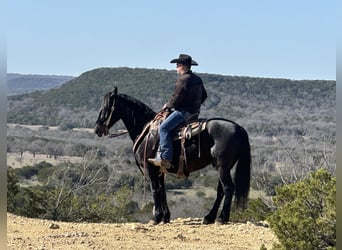 Percherón, Caballo castrado, 7 años, 163 cm, Negro