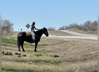 Percherón, Caballo castrado, 7 años, 163 cm, Negro