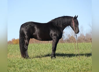 Percherón, Caballo castrado, 7 años, 163 cm, Negro