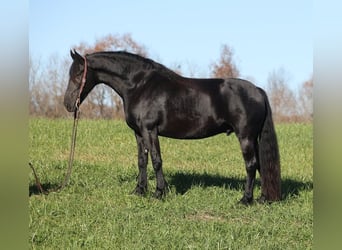 Percherón, Caballo castrado, 7 años, 163 cm, Negro