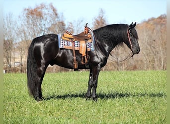 Percherón, Caballo castrado, 7 años, 163 cm, Negro
