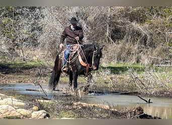 Percherón, Caballo castrado, 7 años, 163 cm, Negro