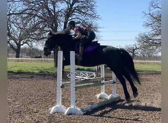 Percherón, Caballo castrado, 7 años, 163 cm, Negro