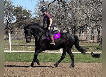 Percherón, Caballo castrado, 7 años, 163 cm, Negro