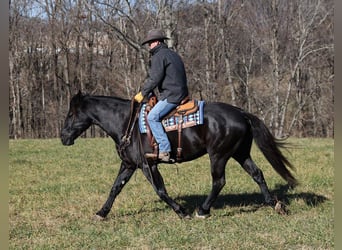 Percherón, Caballo castrado, 7 años, 163 cm, Negro