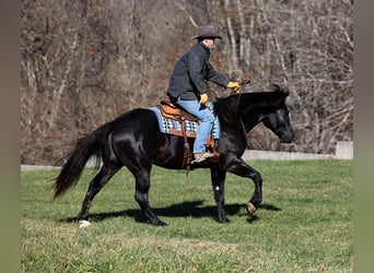 Percherón, Caballo castrado, 7 años, 163 cm, Negro